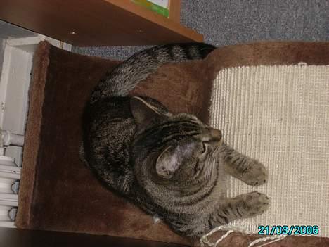 Huskat Laban billede 19