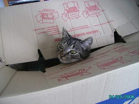 Huskat Laban billede 20