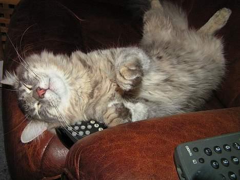 Norsk Skovkat Balou - helt væk i drømme land... billede 15