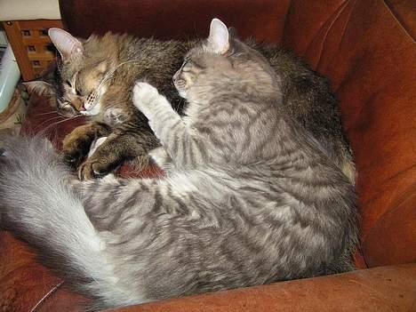 Norsk Skovkat Balou - endnu en hyggestund med storebror :0) billede 16