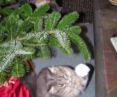 Norsk Skovkat Balou - Julen var en spænende tid, træet blev lidt skævt af og til pga. kattene hehe billede 17