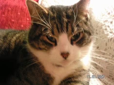 Huskat Venda billede 12