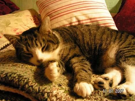 Huskat Venda billede 13