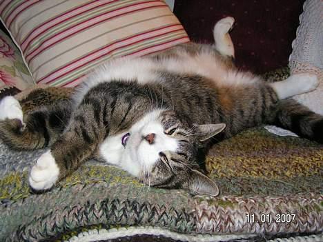 Huskat Venda billede 14