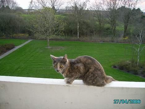 Huskat Tumle billede 1