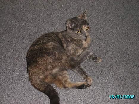 Huskat Tumle billede 2