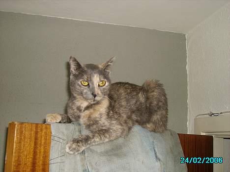 Huskat Tumle billede 3