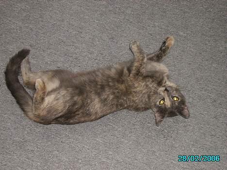 Huskat Tumle billede 4