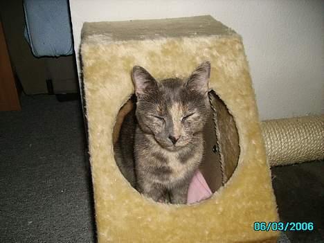 Huskat Tumle billede 5