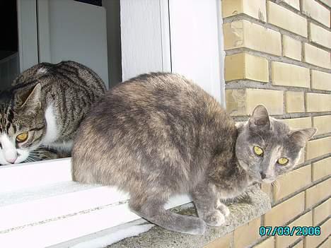 Huskat Tumle billede 6