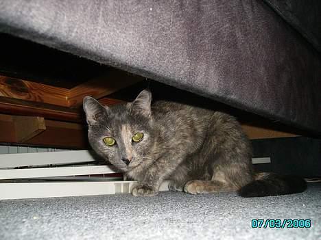 Huskat Tumle billede 7