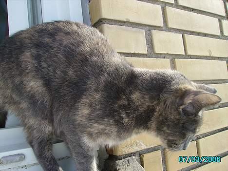 Huskat Tumle billede 8