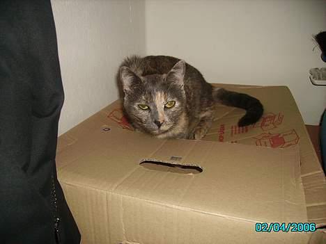 Huskat Tumle billede 9