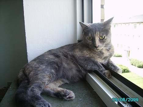 Huskat Tumle billede 10