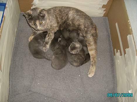 Huskat Tumle billede 11