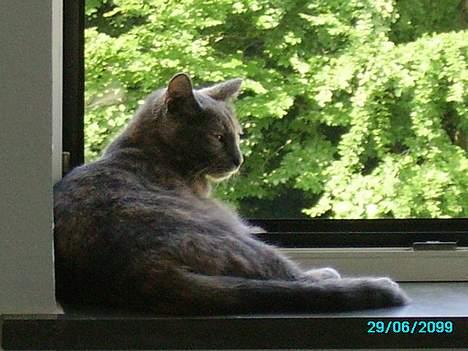 Huskat Tumle billede 12