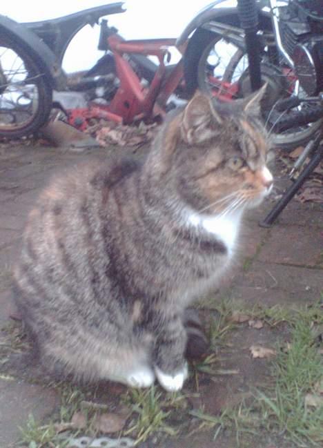 Blanding af racer Ganja billede 13