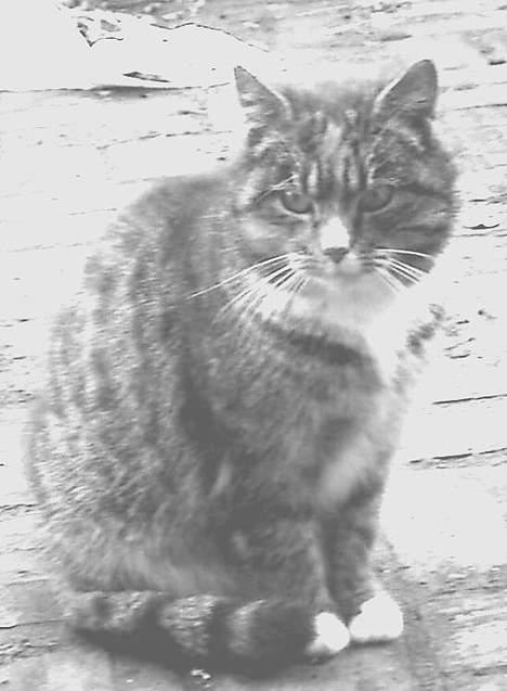 Blanding af racer Ganja billede 14