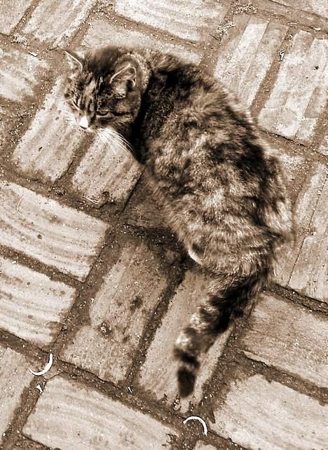 Blanding af racer Ganja billede 15