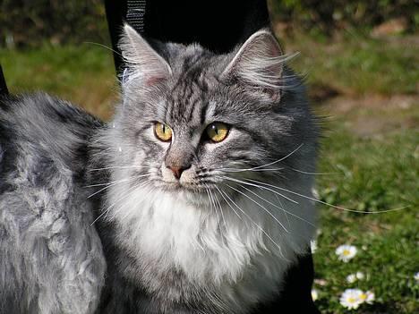 Maine Coon Conan - På gåtur (5/4 2007) Foto: Jacqueline billede 16