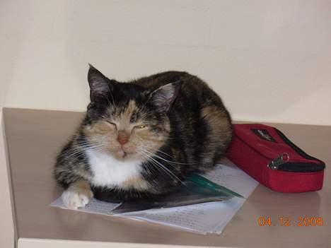 Huskat Mis - Hun kan godt læg oven på mine lektier men lave dem det kan hun ikke :) billede 1