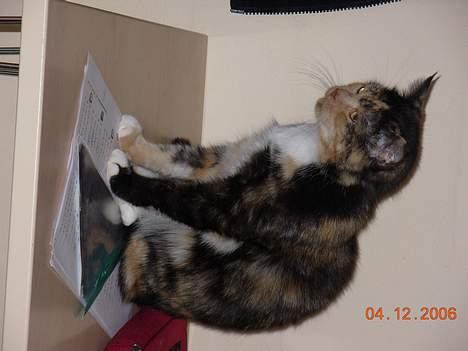 Huskat Mis billede 2