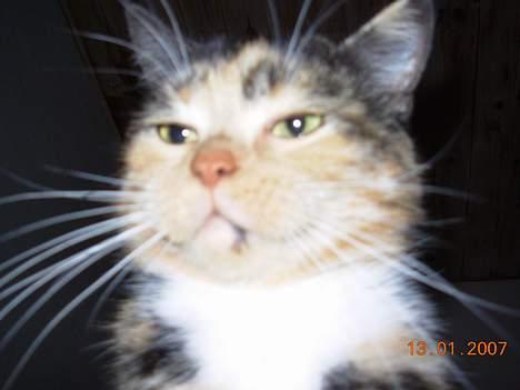 Huskat Mis billede 3