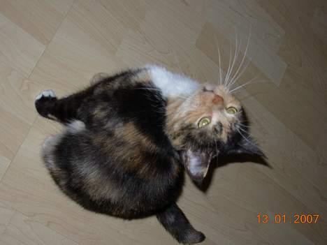 Huskat Mis billede 4