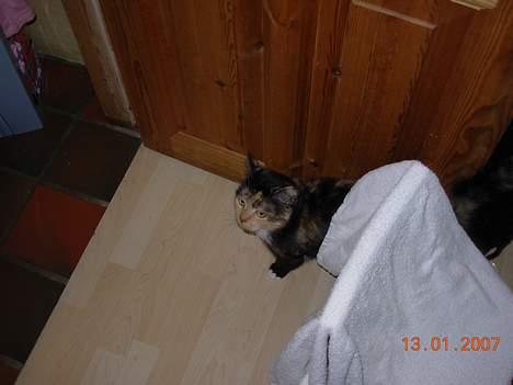 Huskat Mis billede 5