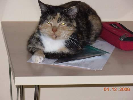 Huskat Mis billede 6