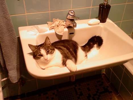 Blanding af racer Tøsen billede 6