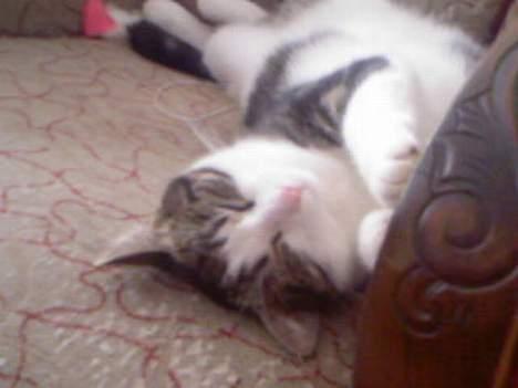 Blanding af racer Tøsen billede 7