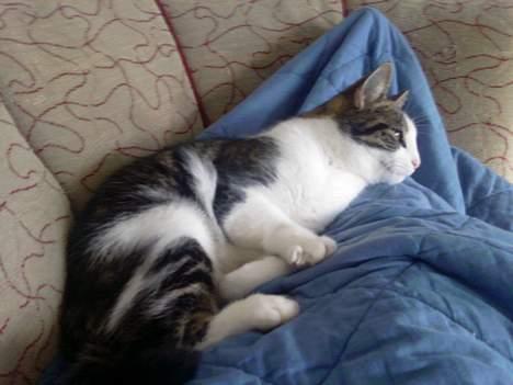 Blanding af racer Tøsen billede 9