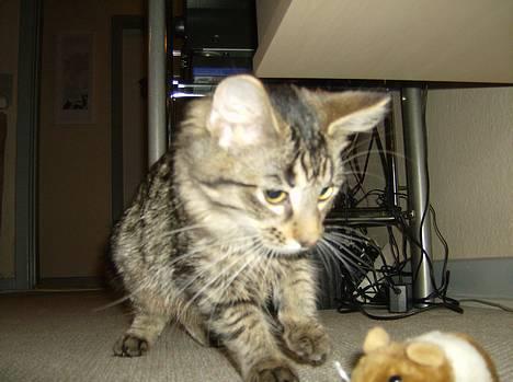 Maine Coon Fjumse - nu har jeg dig næsten billede 1