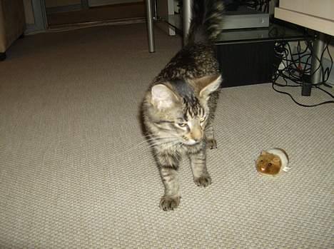 Maine Coon Fjumse - ejjj...jeg gider ikke lege lige nu billede 2