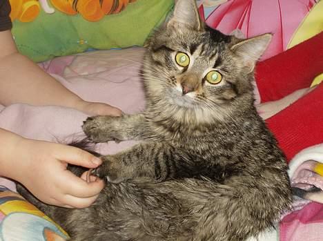 Maine Coon Fjumse - Hvad sker der billede 3