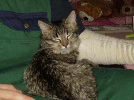 Maine Coon Fjumse - ahhhh....det er rent hygge det her billede 4