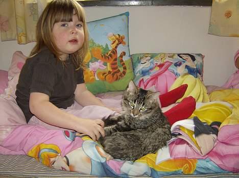 Maine Coon Fjumse - jeg ligger og hygger mig med Nadja....fordi hun er så glad for mig billede 5