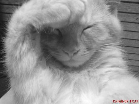 Blanding af racer Melvin †R.I.P. MIN ENGEL† billede 3