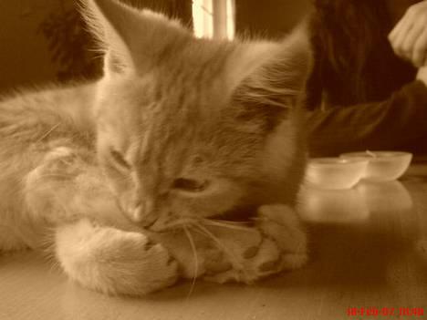 Blanding af racer Melvin †R.I.P. MIN ENGEL† billede 5