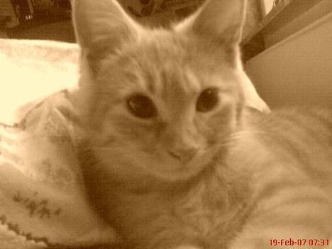 Blanding af racer Melvin †R.I.P. MIN ENGEL† billede 7