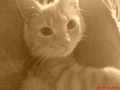 Blanding af racer Melvin †R.I.P. MIN ENGEL† billede 9