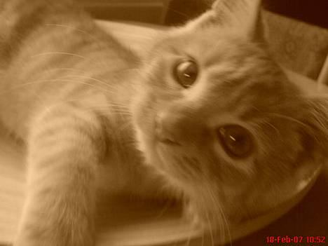 Blanding af racer Melvin †R.I.P. MIN ENGEL† billede 10