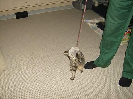 Maine Coon Fjumse - ha ha......der fik jeg den billede 6