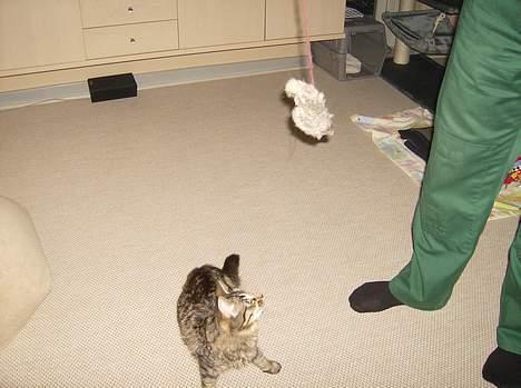 Maine Coon Fjumse - nu hopper jeg snart op og fanger musen billede 7