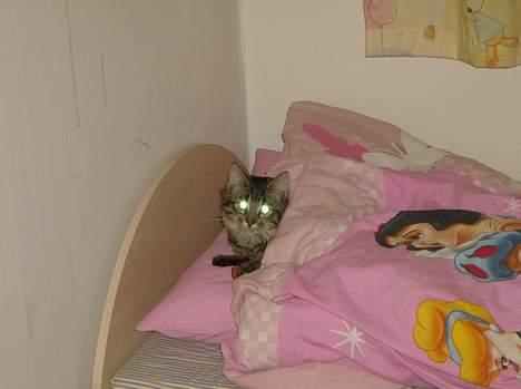 Maine Coon Fjumse - Hov du jeg sover lige lidt her billede 8