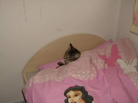 Maine Coon Fjumse - Så er det lige tid til en lille lur billede 9