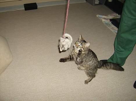 Maine Coon Fjumse - Ja nu har jeg den næsten billede 10