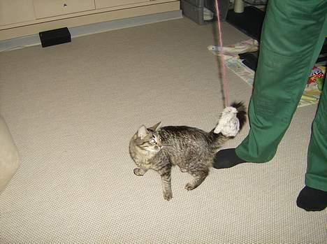 Maine Coon Fjumse - Nu gidder jeg ikke mere billede 11