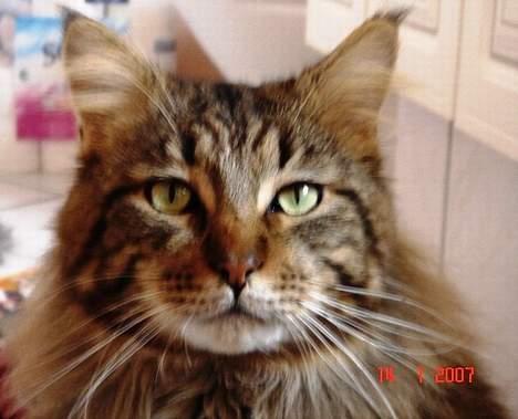 Maine Coon Ditocas Aros billede 9